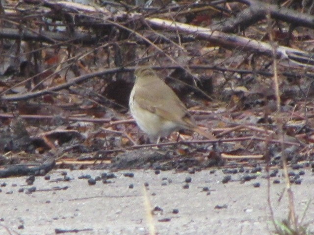 Hermit Thrush - ML94486171