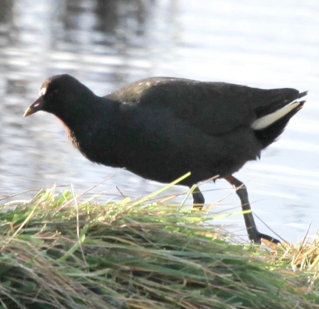 Dusky Moorhen - ML94488371