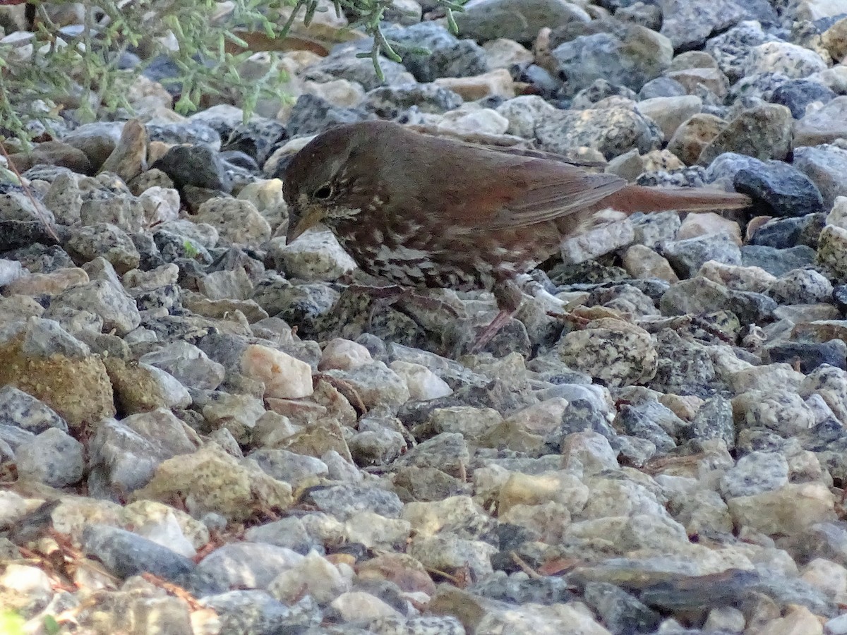 Fox Sparrow (Sooty) - ML94488661