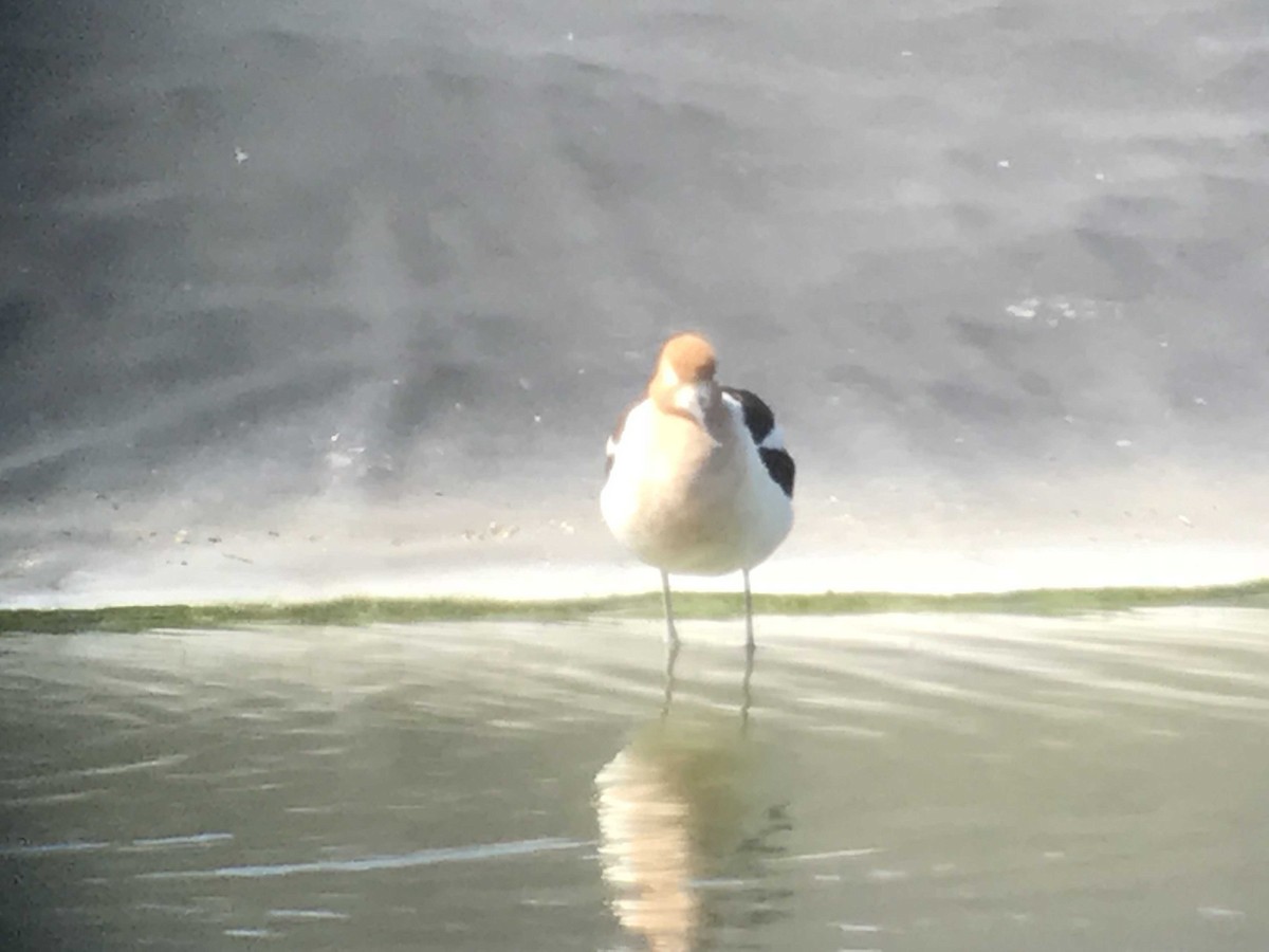 American Avocet - ML94491021