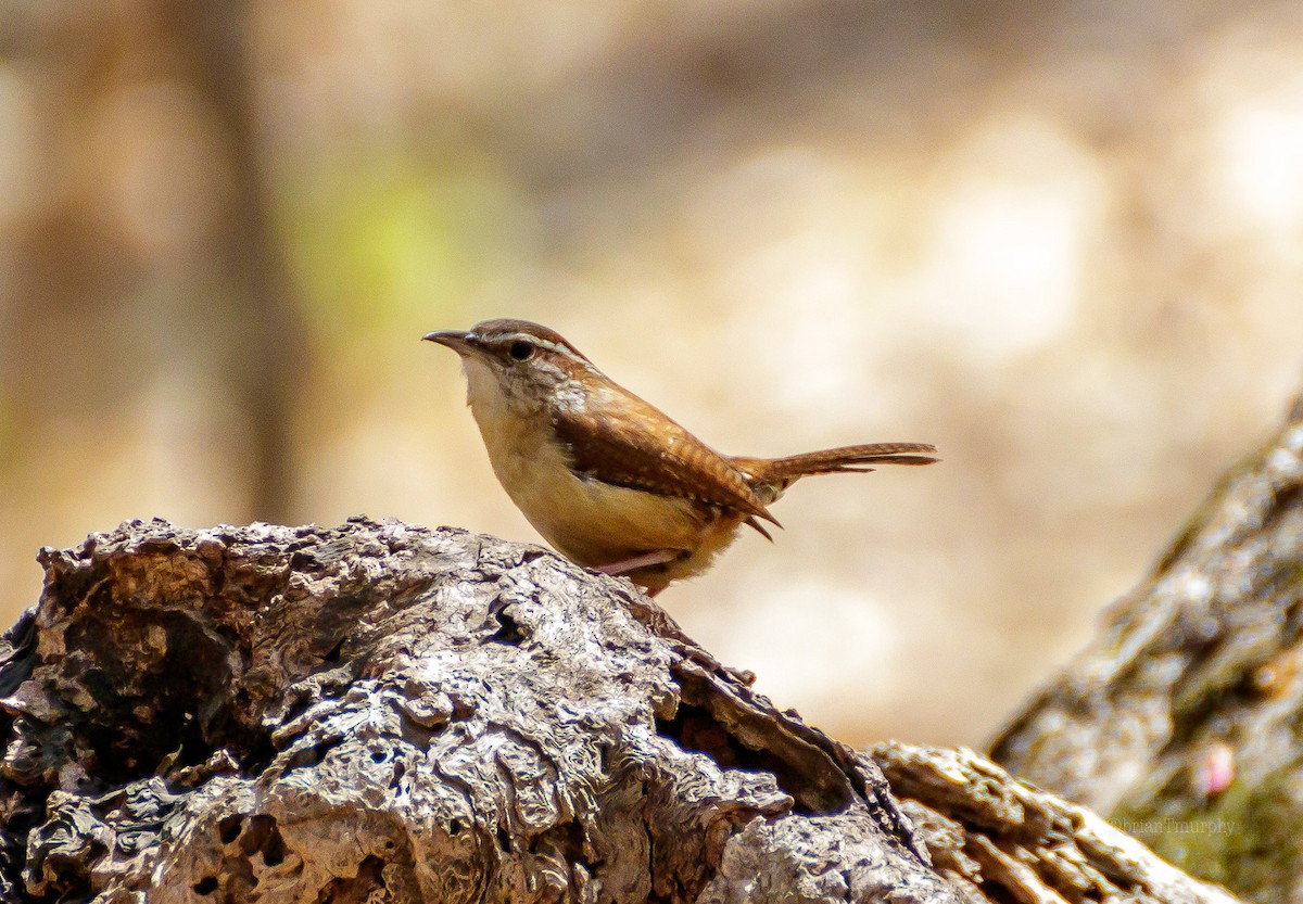 Carolina Wren - Brian Murphy