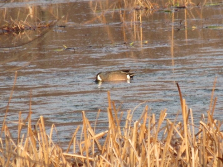 Blue-winged Teal - ML94495801