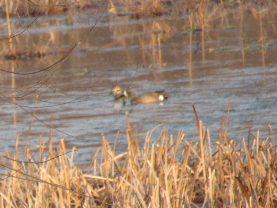 Blue-winged Teal - ML94495811