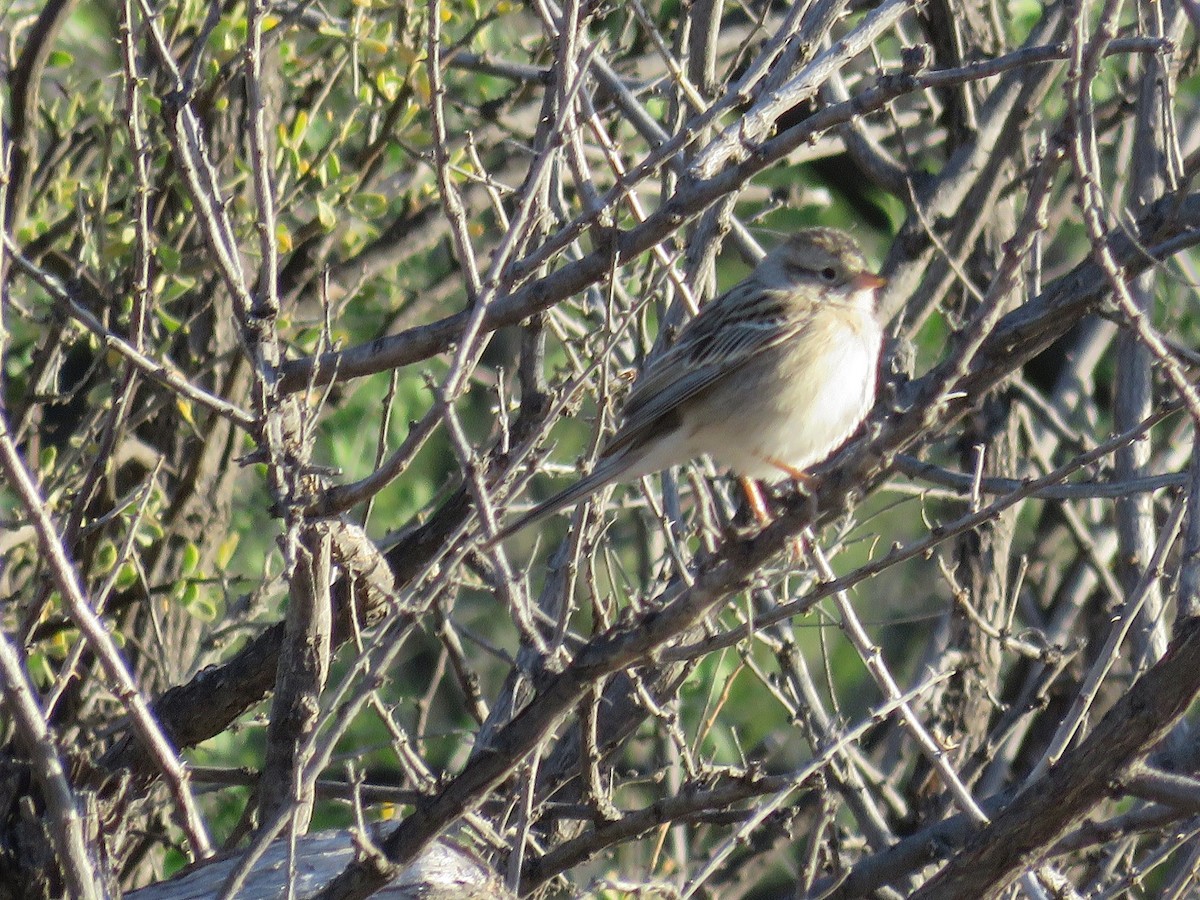 Brewer's Sparrow - ML94496281