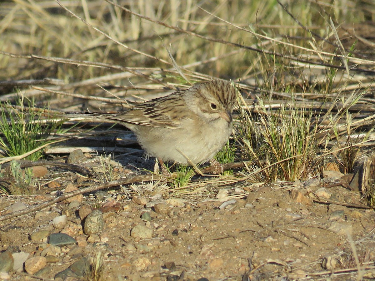 Brewer's Sparrow - ML94496291