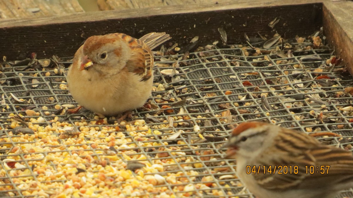 Field Sparrow - Delores Ranshaw