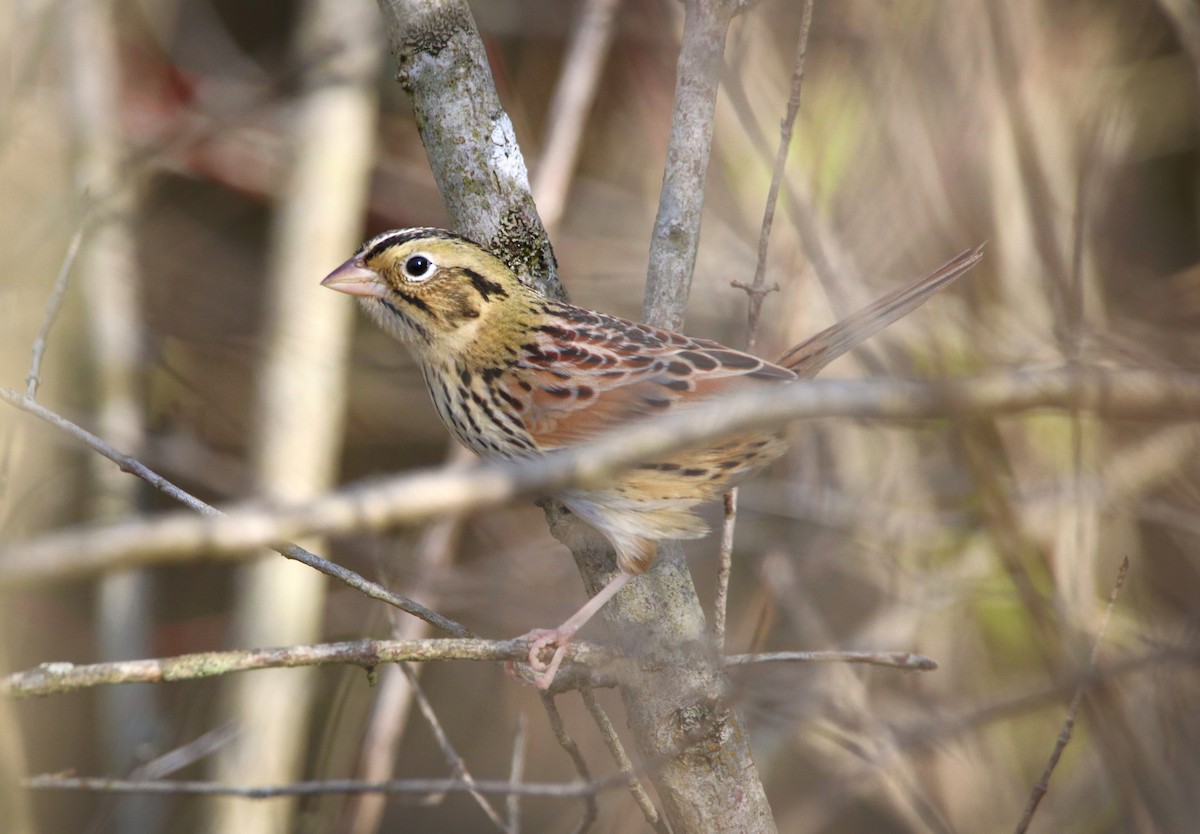 Henslow's Sparrow - ML94499851