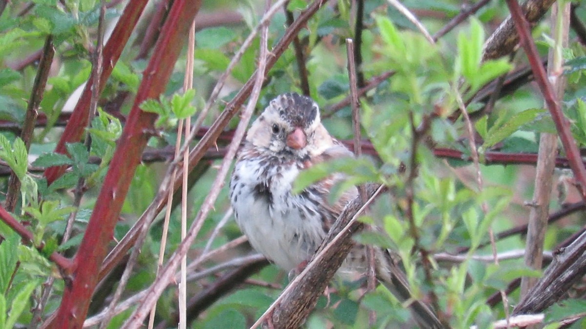 Harris's Sparrow - ML94500851