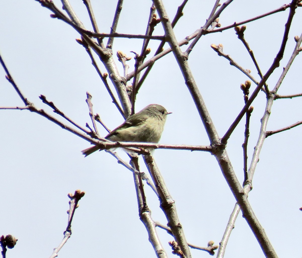 Roitelet à couronne rubis - ML94502441