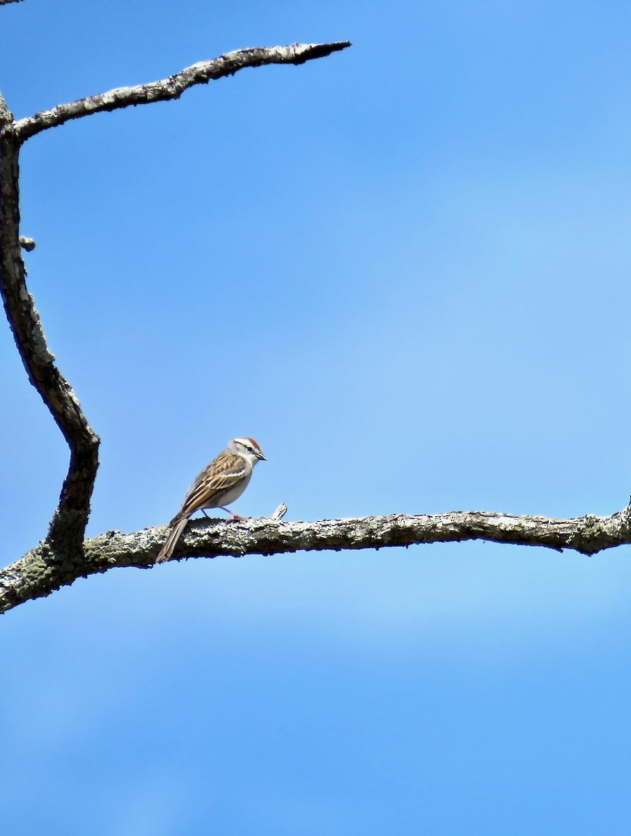 Chipping Sparrow - ML94502481