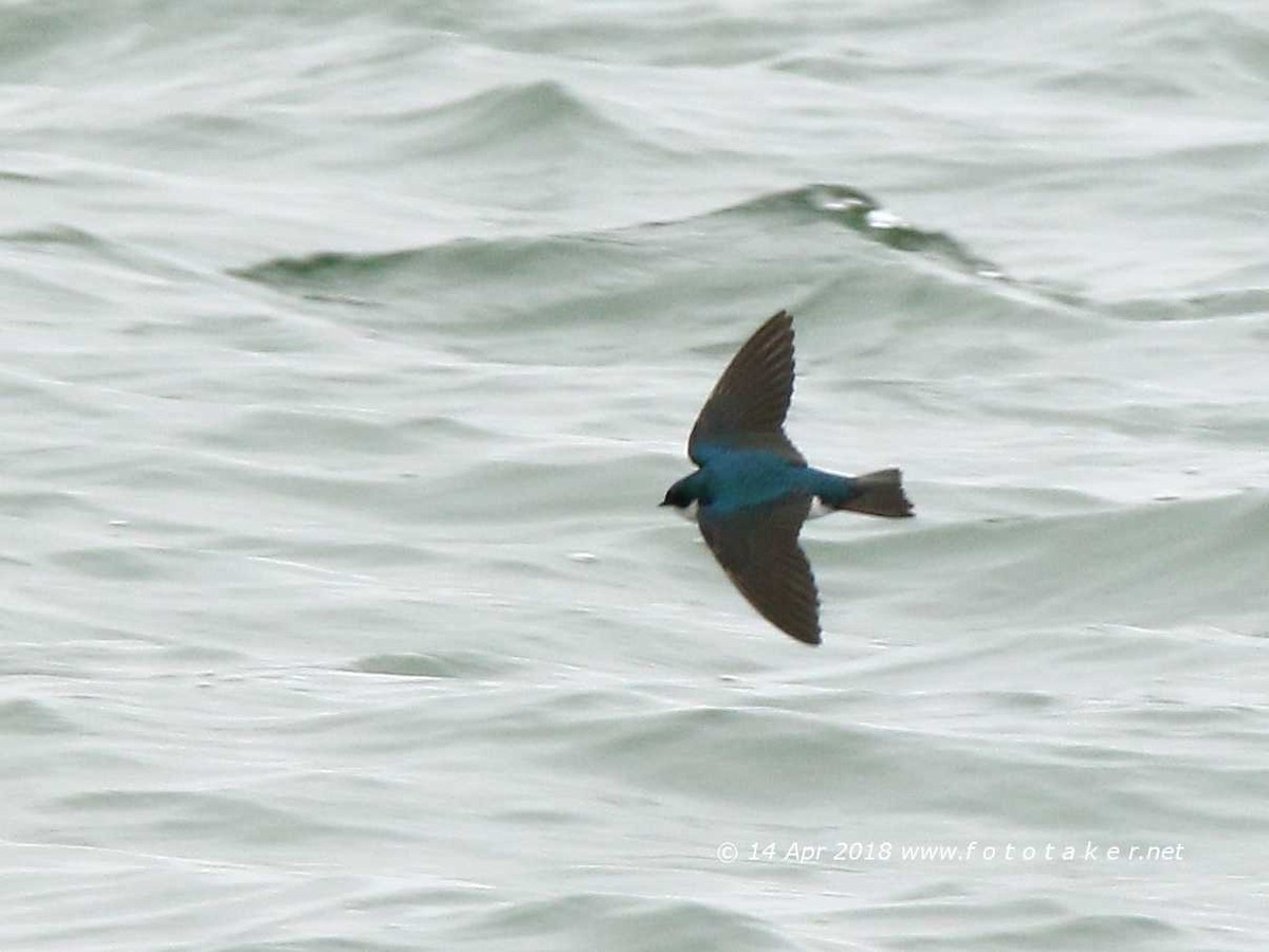 Tree Swallow - fototaker Tony