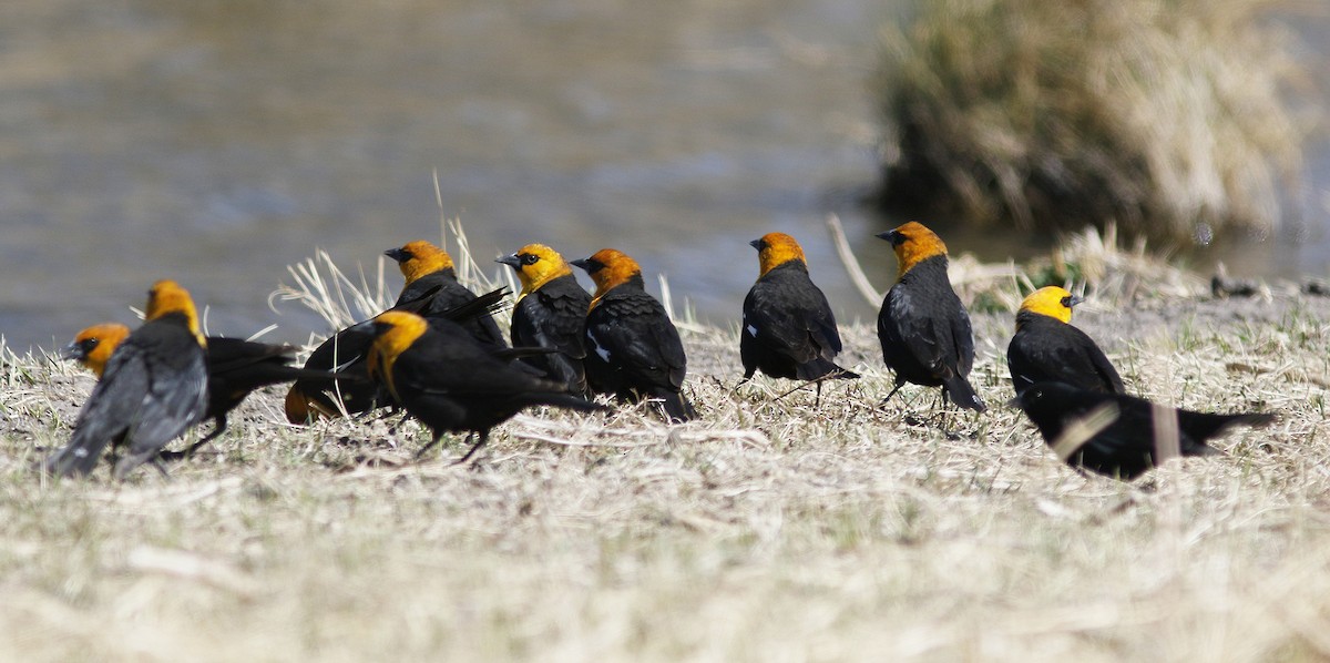 Yellow-headed Blackbird - ML94503101