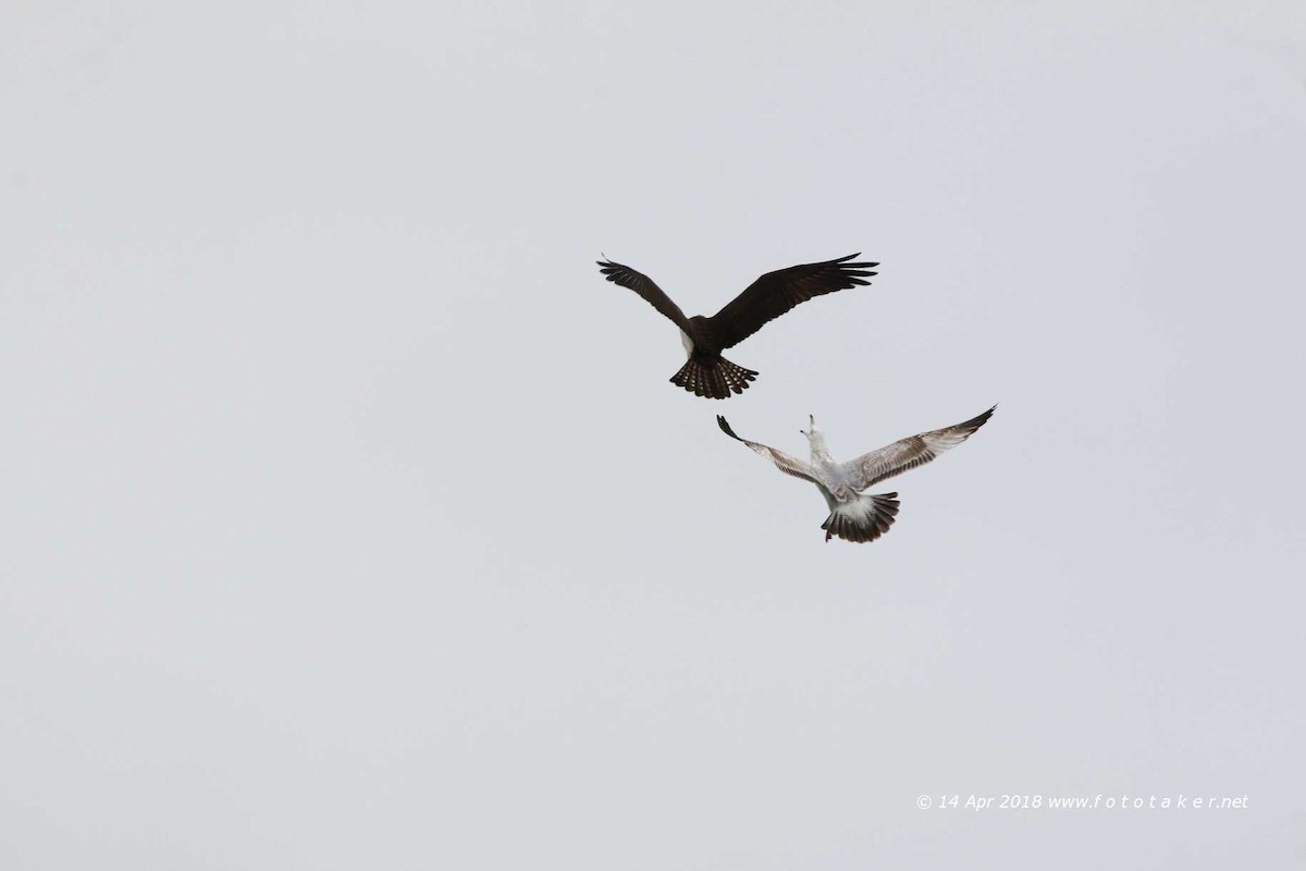 Osprey - fototaker Tony