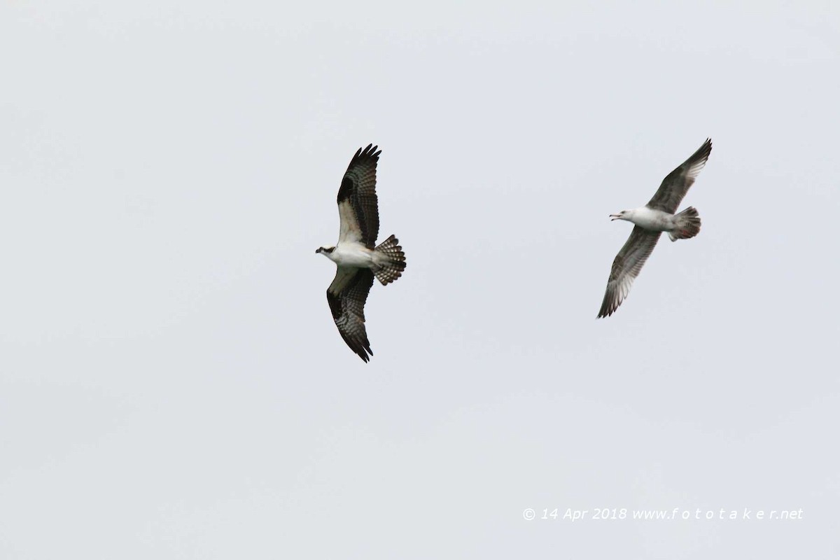 Osprey - fototaker Tony