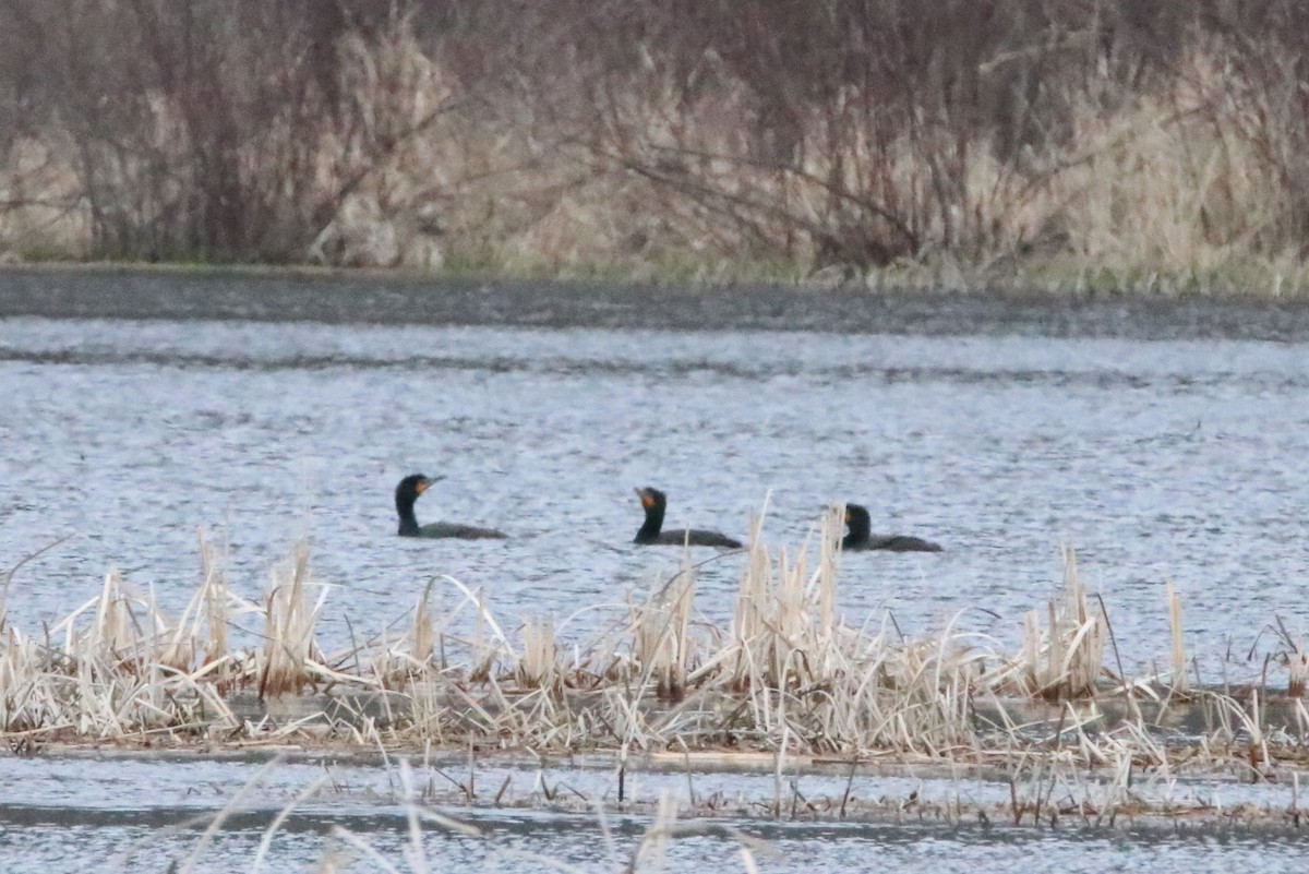 Double-crested Cormorant - ML94505141