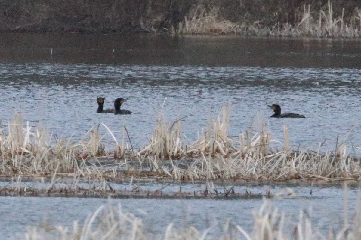 Double-crested Cormorant - ML94505191