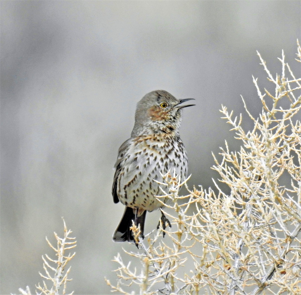 Sage Thrasher - ML94505971