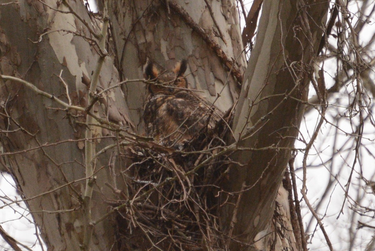Great Horned Owl - ML94506491