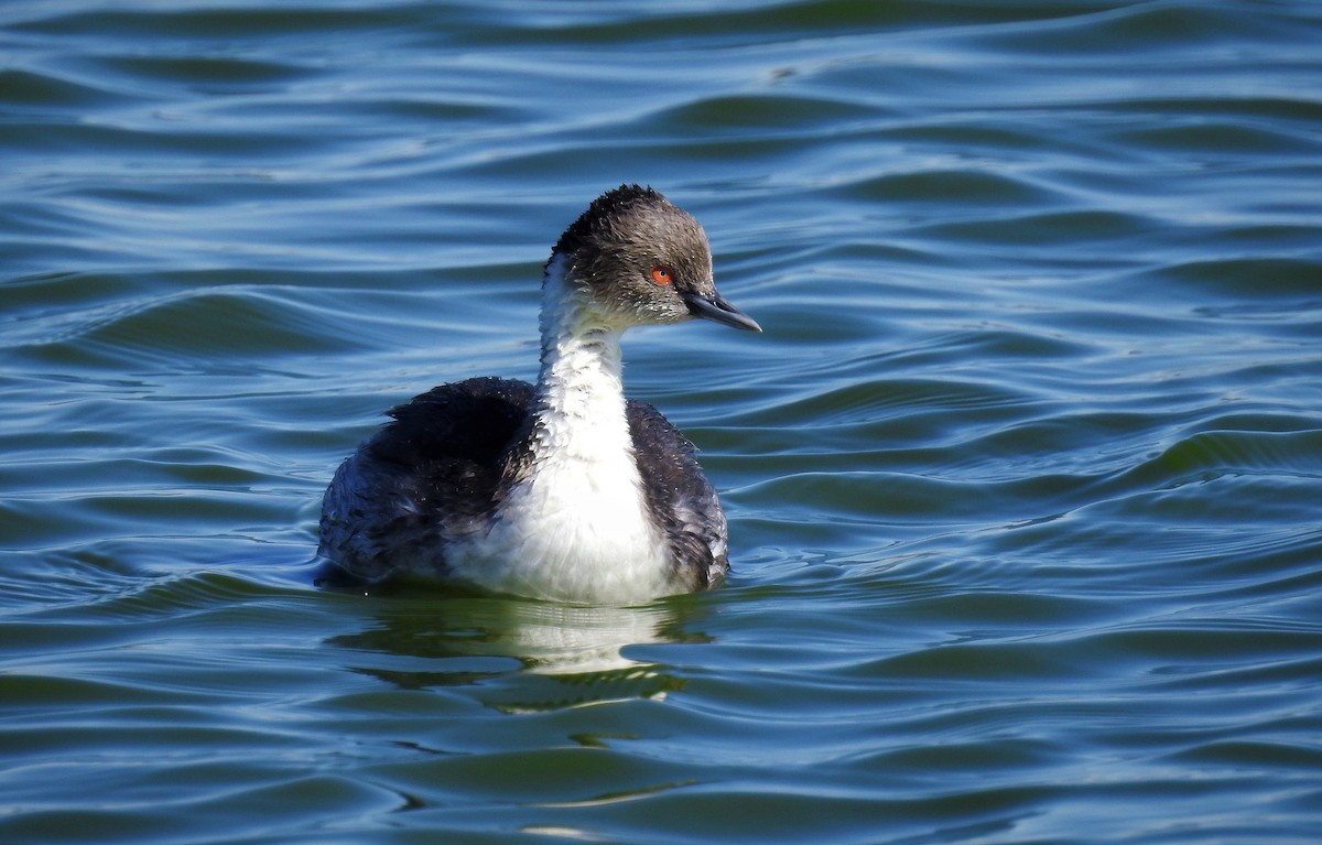 Silvery Grebe - ML94507711