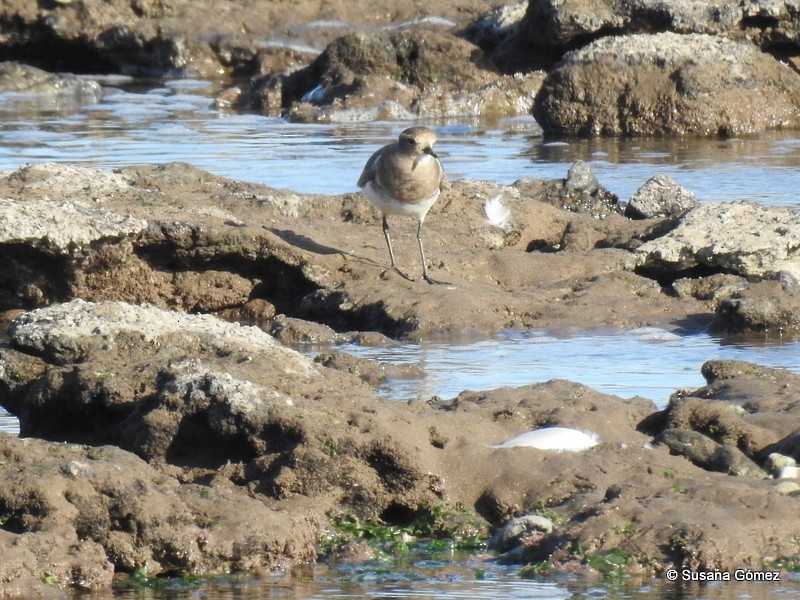 Rufous-chested Dotterel - Susana Gómez