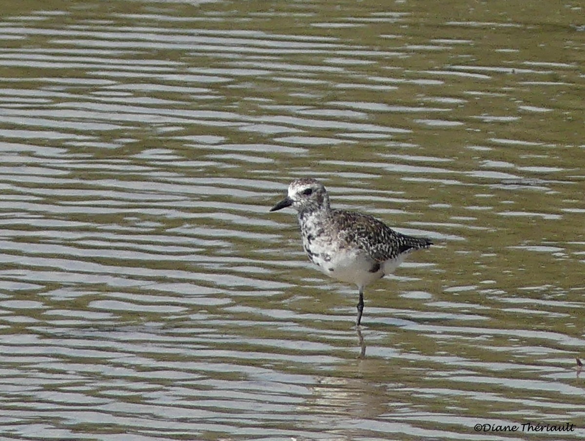 Black-bellied Plover - ML94508041