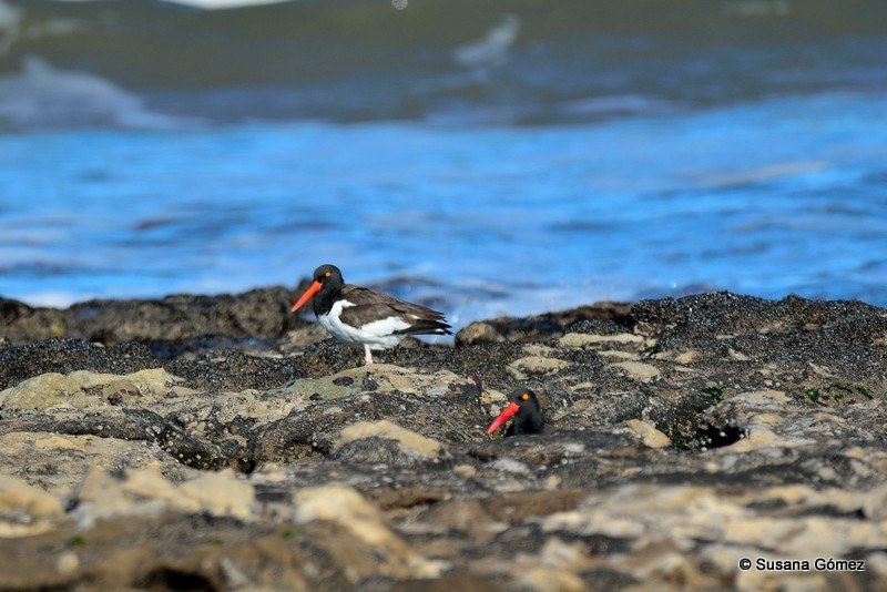 American Oystercatcher - ML94508241