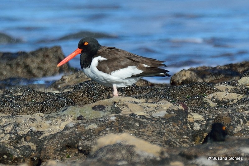 American Oystercatcher - ML94508251