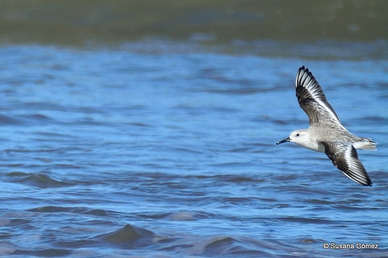 Sanderling - ML94508301