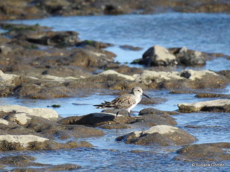 White-rumped Sandpiper - ML94508421