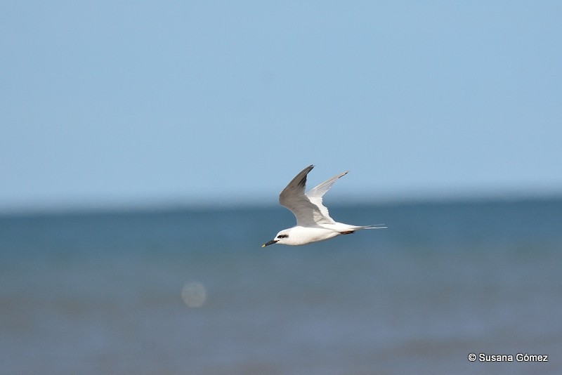 Snowy-crowned Tern - ML94508671