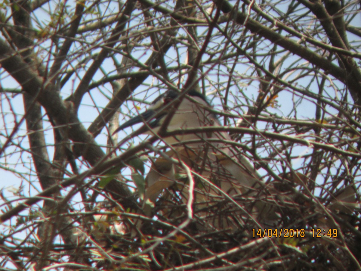 Black-crowned Night Heron - ML94509011