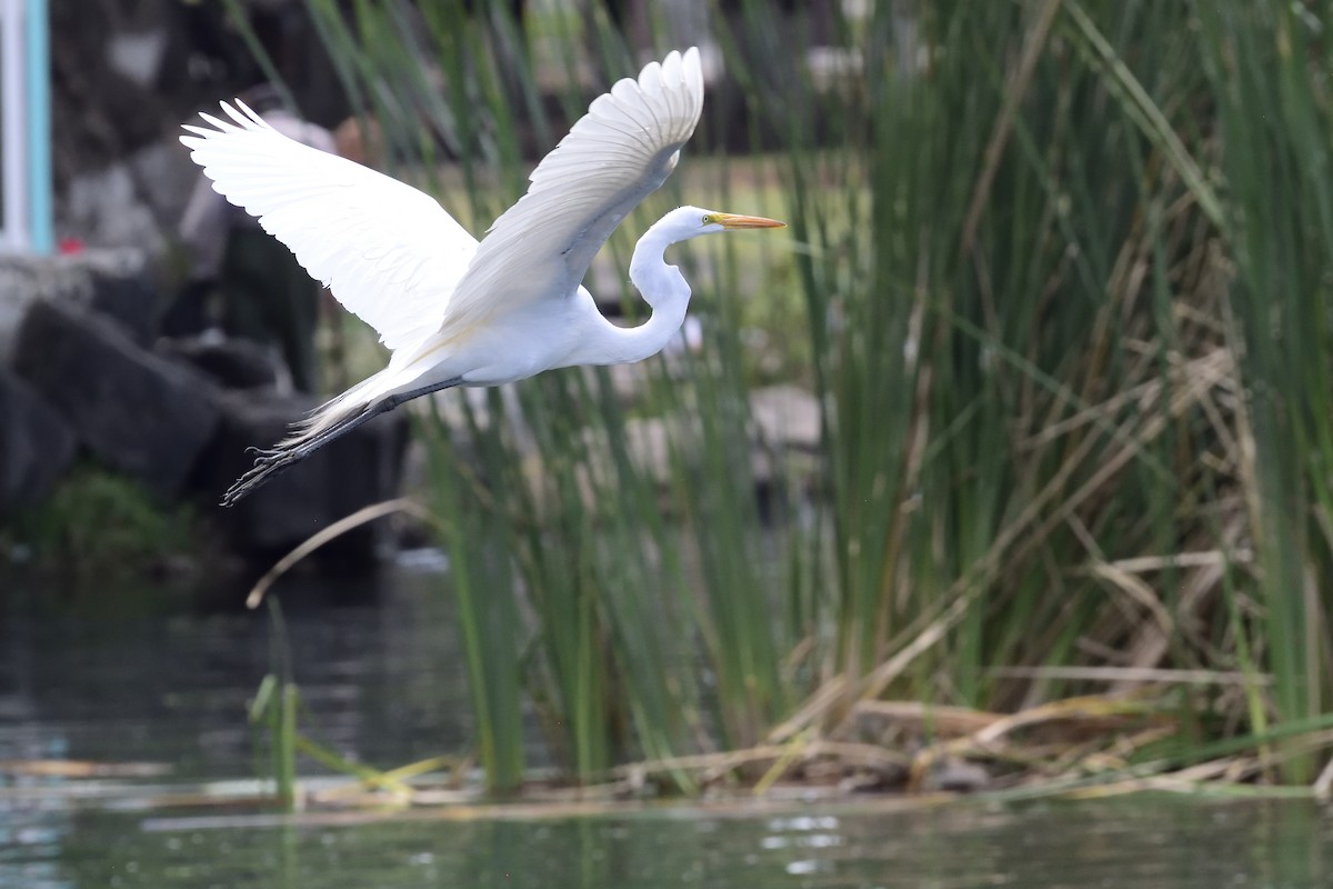 Grande Aigrette - ML94509241