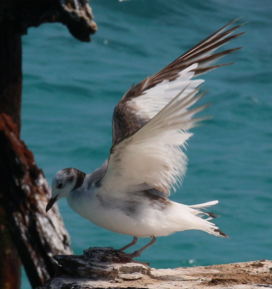 Sabine's Gull - ML94509611