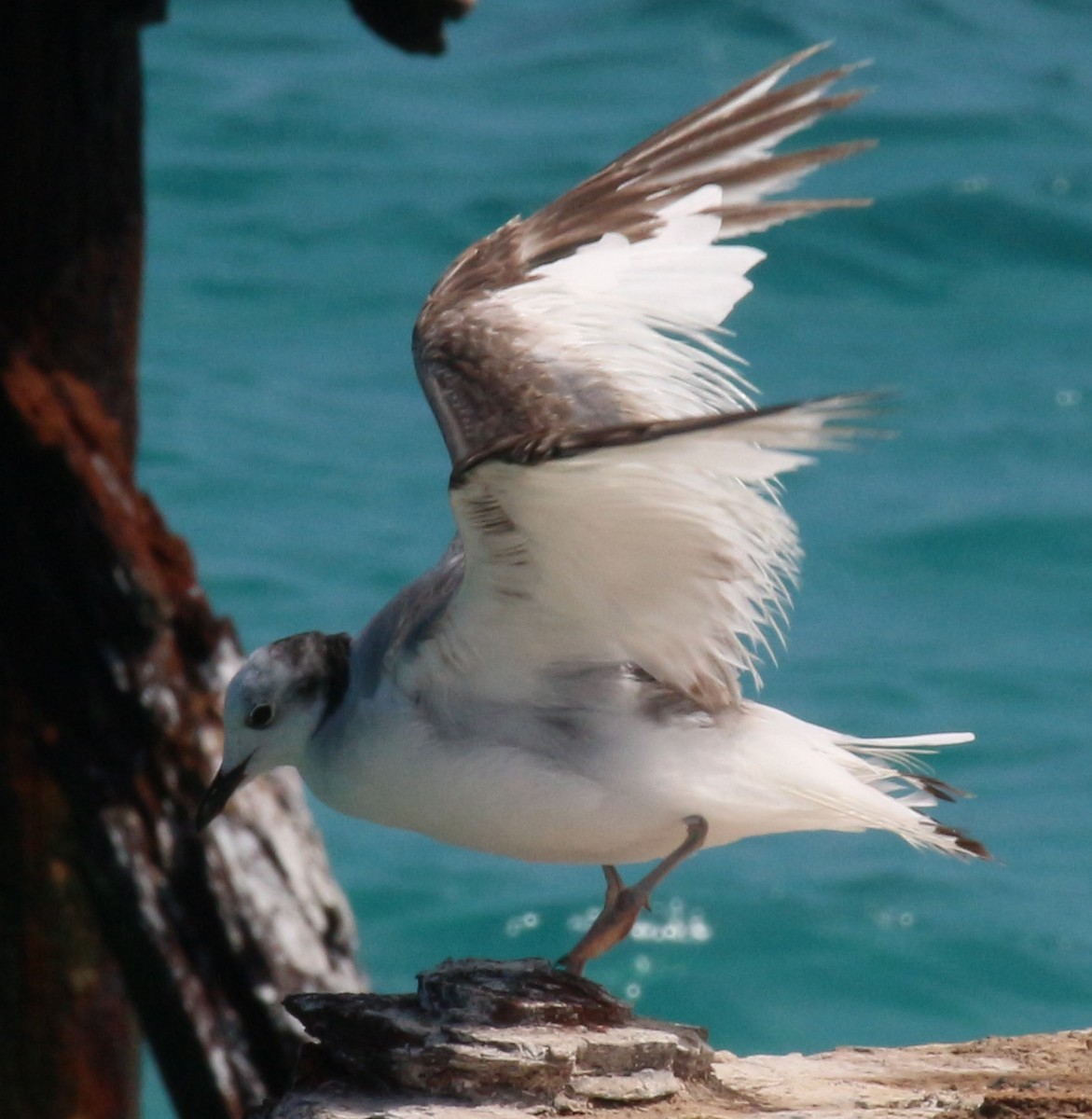 Sabine's Gull - ML94509621