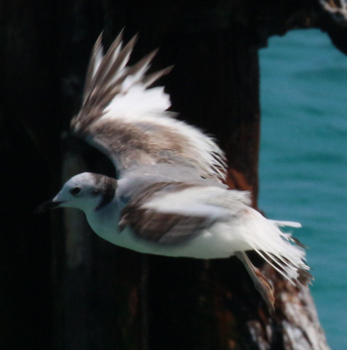 Sabine's Gull - ML94509651