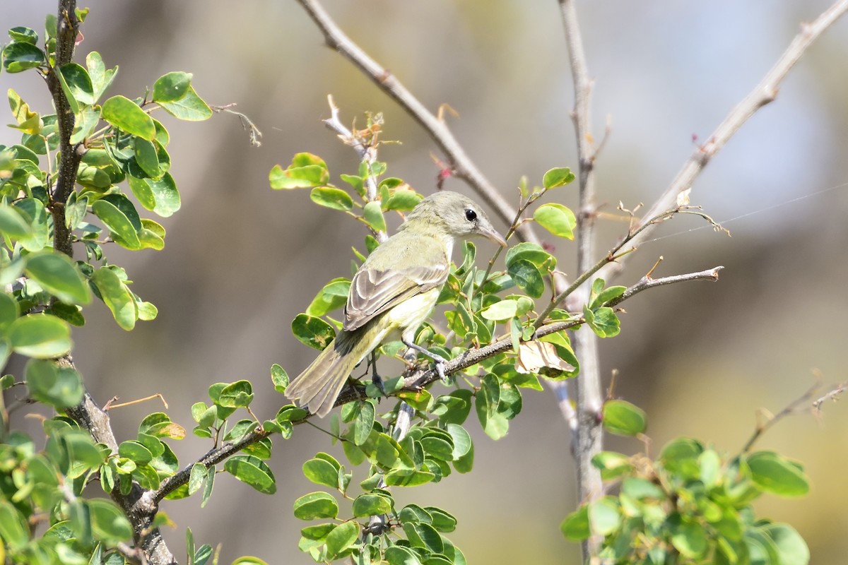 Bell's Vireo - ML94510771