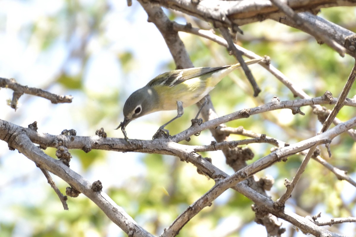 Vireo de Cassin - ML94510961