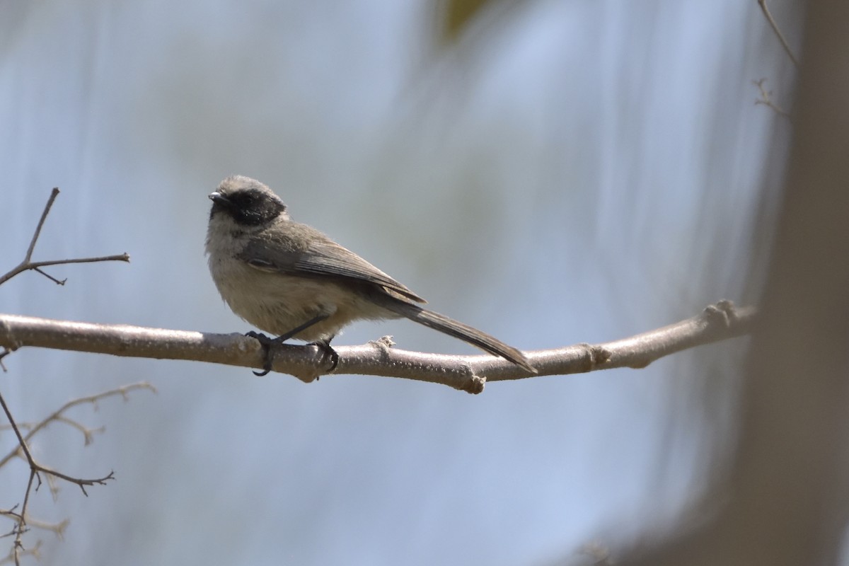 Bushtit - ML94511081