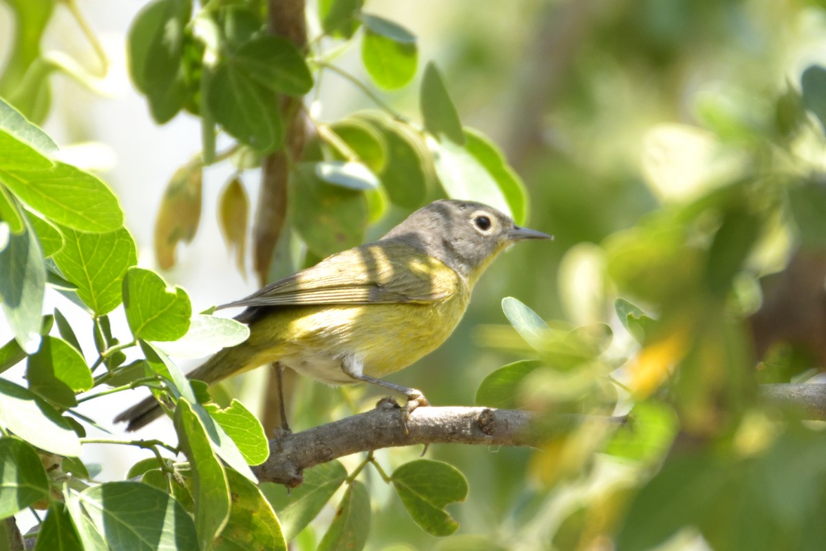 Nashville Warbler - ML94511311