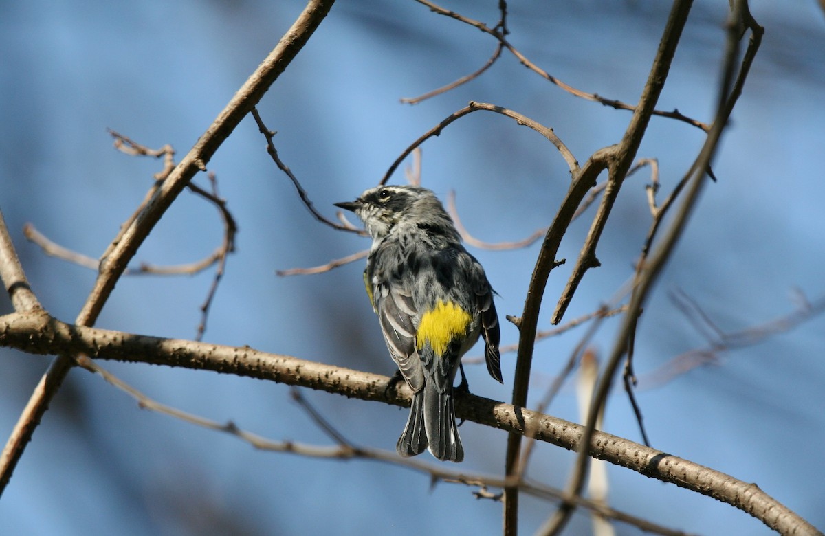 Yellow-rumped Warbler - ML94512691