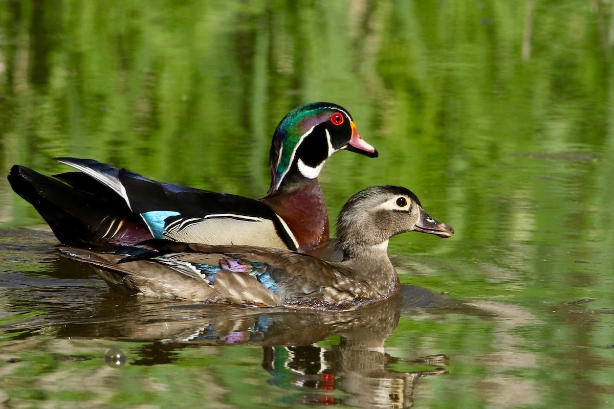 Wood Duck - Michael Pogue