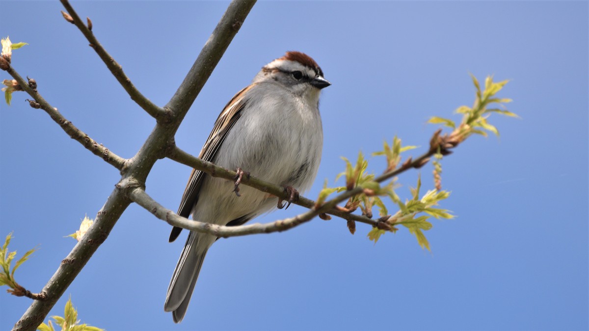 Chipping Sparrow - ML94515321