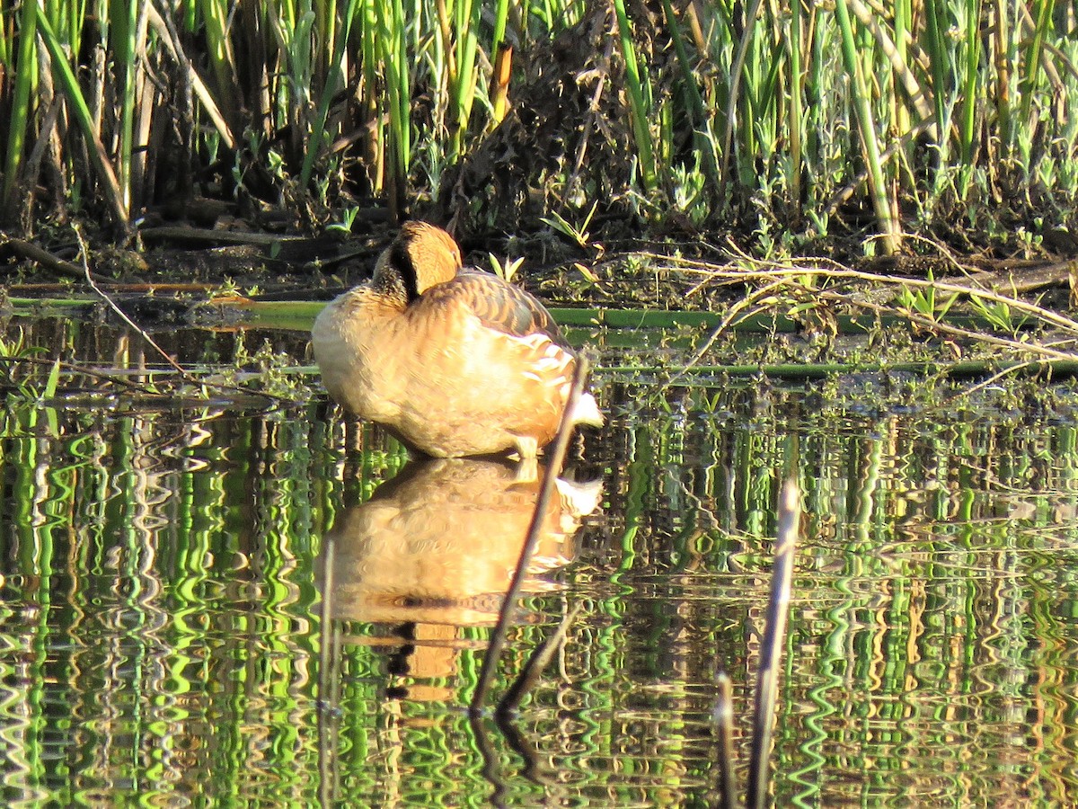 Fulvous Whistling-Duck - Ed Stonick