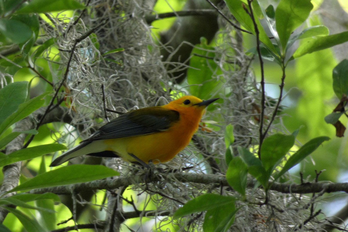 Prothonotary Warbler - Kathy Woolsey