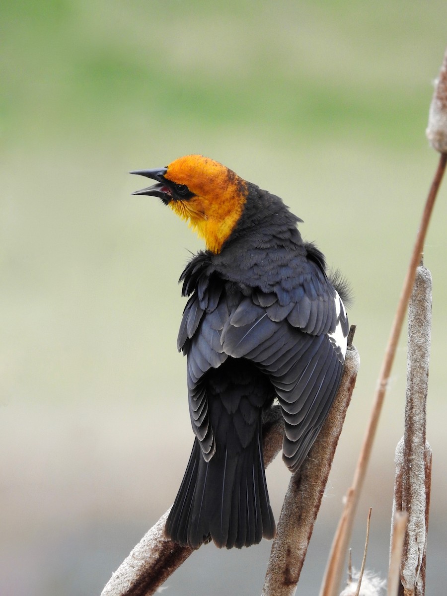 Yellow-headed Blackbird - Kalin Ocaña