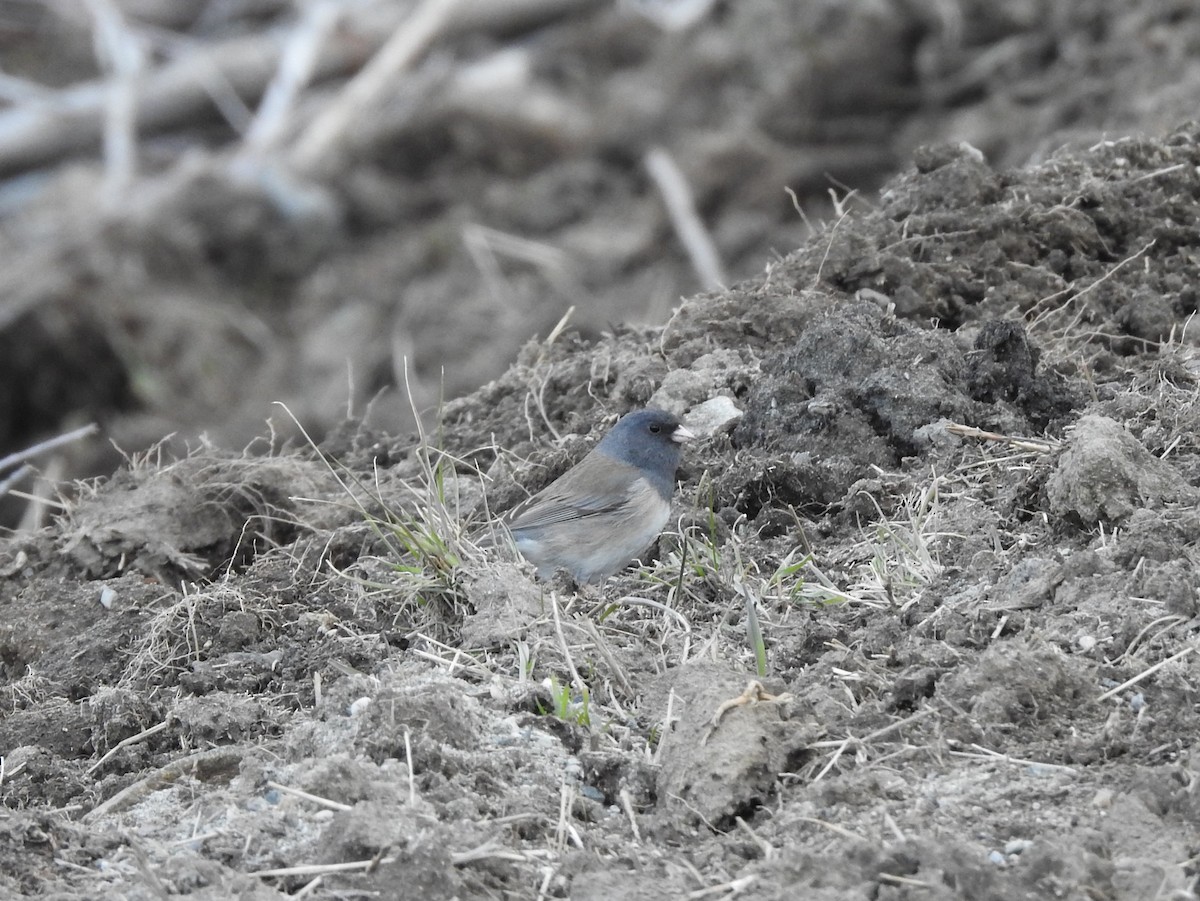 Junco Ojioscuro (grupo oreganus) - ML94517011