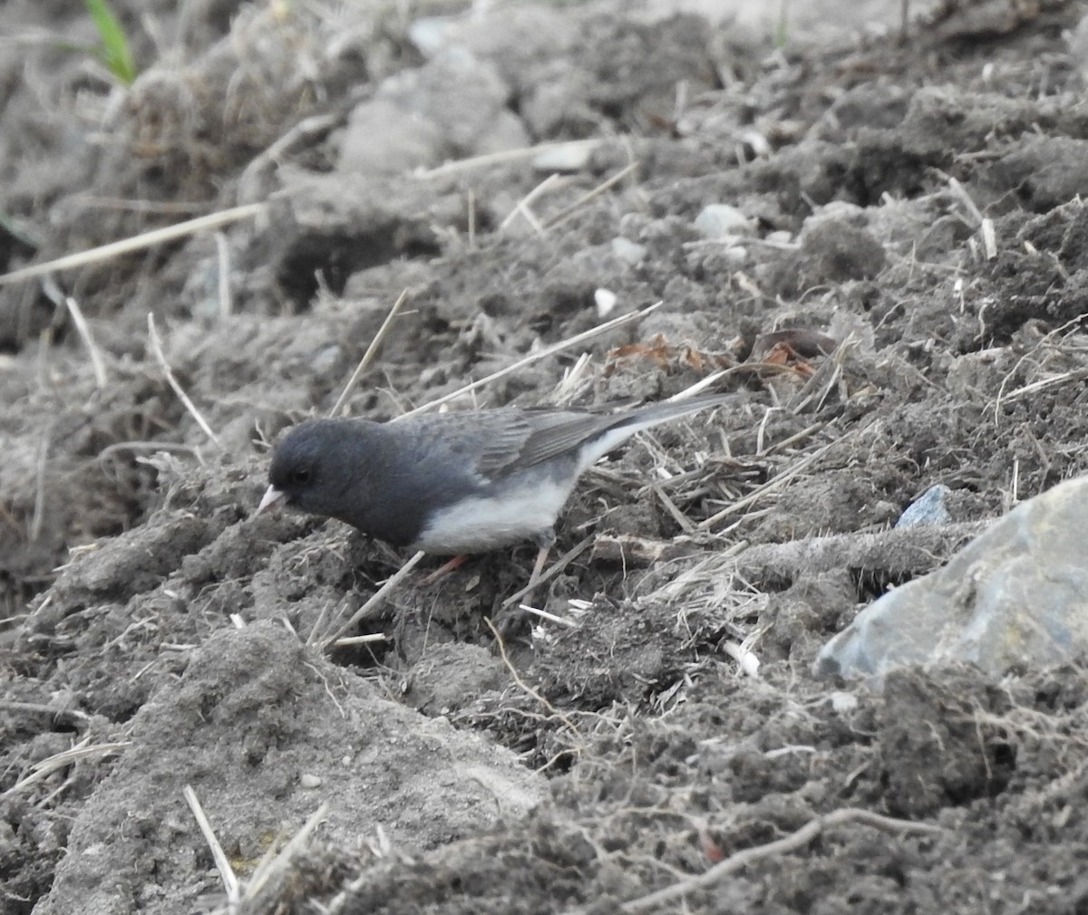 Юнко сірий (підвид hyemalis/carolinensis) - ML94517271