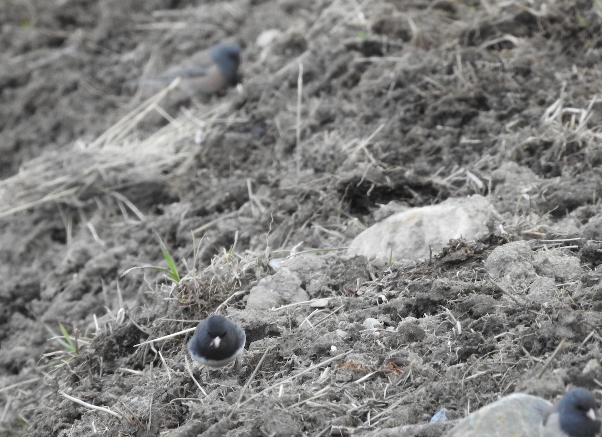 Dark-eyed Junco (Slate-colored) - ML94517481