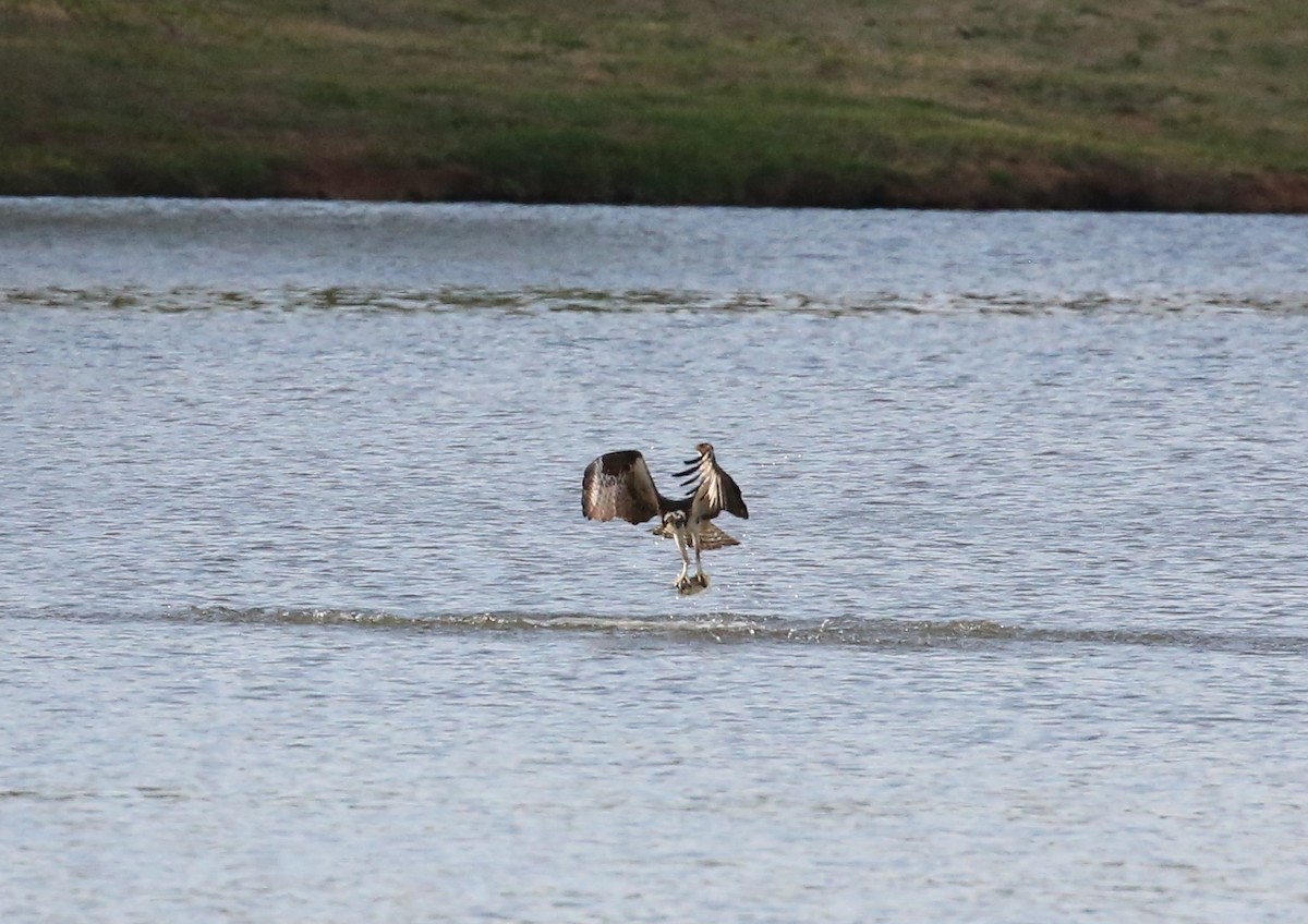Osprey - ML94518141