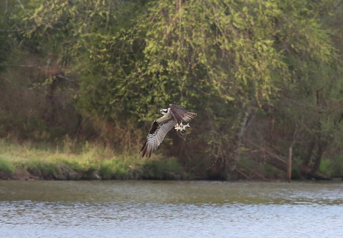 Osprey - ML94518191